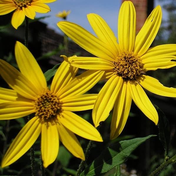 Jerusalem Artichoke Tubers (Helianthus tuberosus) - Sunchokes Sunroot or Jerusalem Artichokes for Planting or Eating (10)