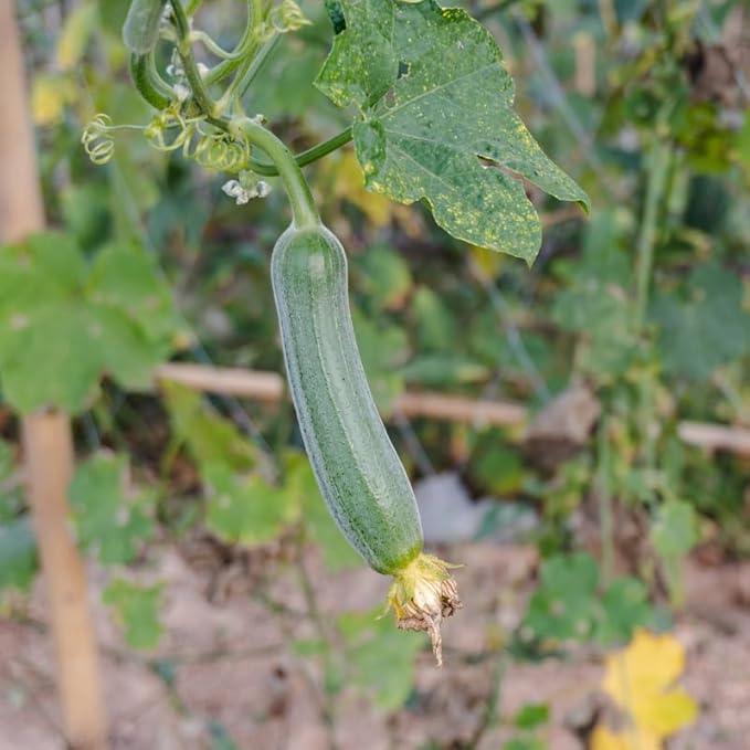 Luffa Plant 4 Inch Pot 2 Smooth Luffa Plants in a Pot 4 to 8 Inch Tall Loofa Gourd Vegetable Seedings