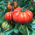 Park Seed Variety of Tomato Seeds Planting Vegetables Easy to Grow Non-GMO Perfect for Harvesting Marmande Marsalato Organic F1 Hybrid Pack of 5
