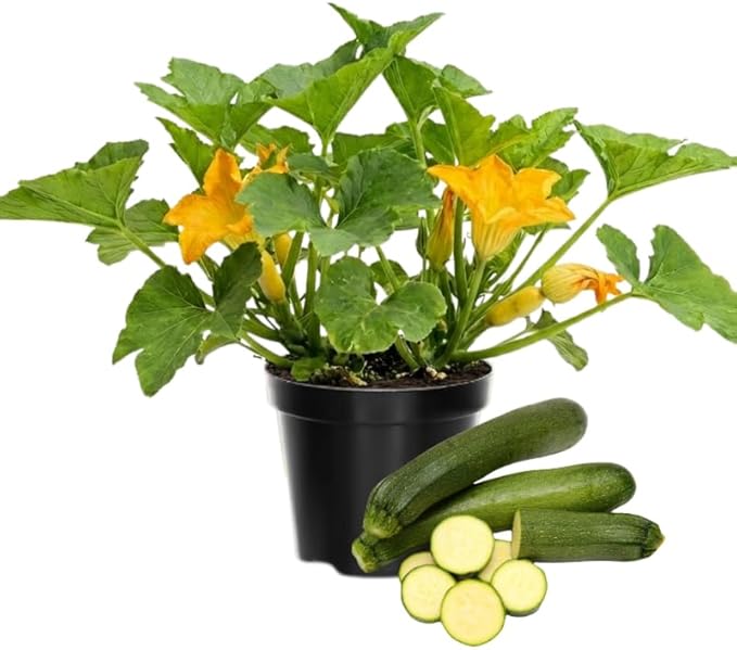2 Green Zucchini Plants Live for Planting Squash Plants Live for Planting 4 to 6 Inches Tall