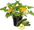 2 Green Zucchini Plants Live for Planting Squash Plants Live for Planting 4 to 6 Inches Tall