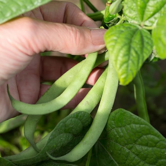 Green Bean Live Plant in 4 Inch Pot 2 Bean Bush Starter Plants Potted 4 to 6 inch Tall Plants for Outdoor Garden