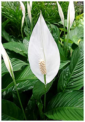 Professional Nursery Grade Peace Lily Fertilizer 4 LB 6 Month Slow Release Spathiphyllum Plant Food