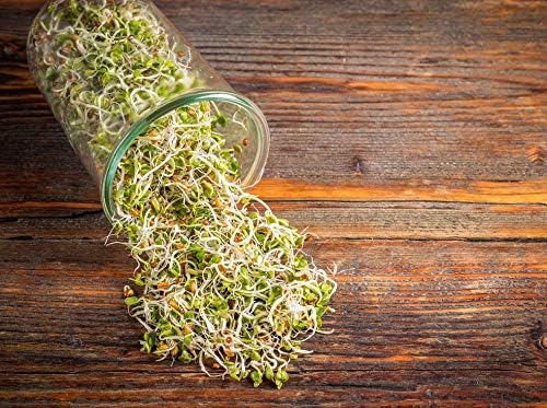 Food to Live - Radish Seeds for Sprouting 3 Pounds Edible Seeds Pure Vegan Kosher Bulk. Rich in Vitamin C. High Germitation Rate. Grow Sprouts and Microgreens for Salad Sandwiches Rolls.