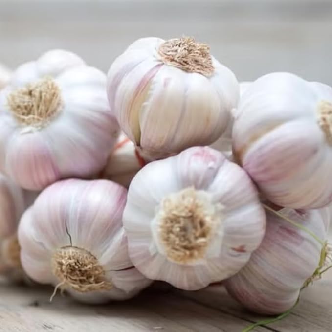 1 Lb White Garlic Bulbs for Planting 8 Hardy Garlic Bulbs for Planting Home Vegetable Garden or Raised Beds Hardneck Garlic Bulbs