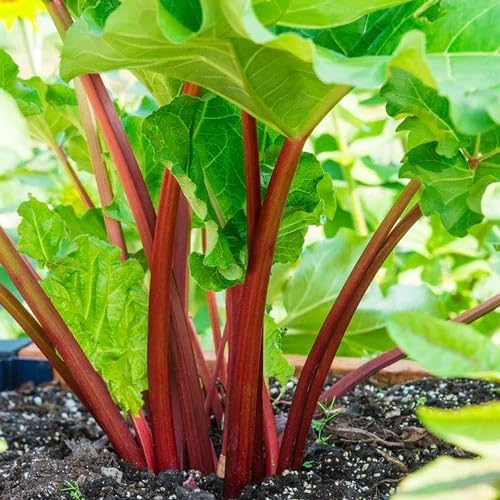 Victoria Rhubarb Crown - Perennials Bulk &amp Wholesale Rhubarb Crown Ready to Plant | Easy to Grow Comes Back Every Year (25 Pack)