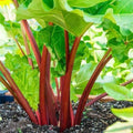Victoria Rhubarb Crown - Perennials Bulk &amp Wholesale Rhubarb Crown Ready to Plant | Easy to Grow Comes Back Every Year (2 Pack)