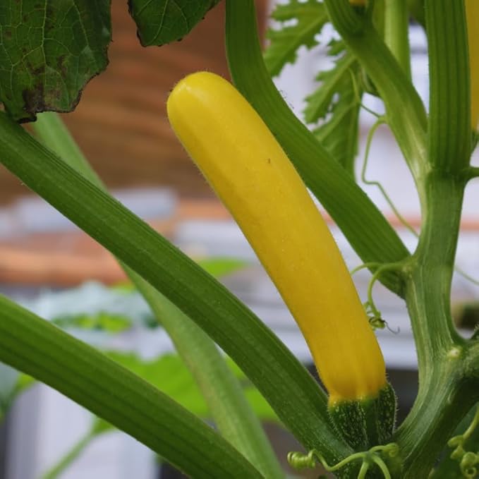 3 Zucchini Plants Seedlings 4 Inches Pot Live Squash Plants from 3 to 5 Inches Tall Live Squash Zucchini
