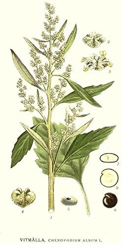 Lambsquarter/Chenopodium Album - 1000 Seeds (Organically Grown) (Organically Grown)