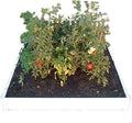 4 x 4 Stack-able White Vinyl Raised Garden Bed