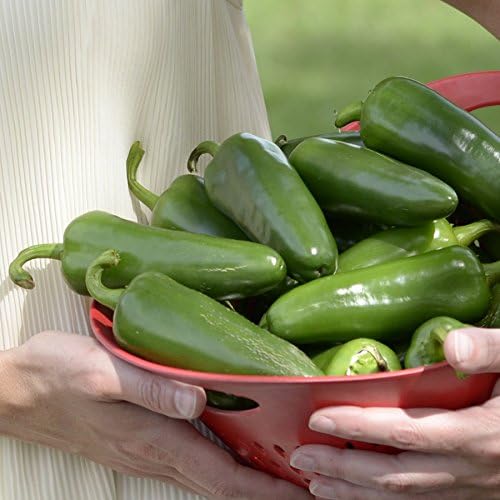 Park Seed Variety of Cucumber &amp Pepper Seeds – Mini-Me F1 Organic Cucumber &amp Park’s Whopper Jalapeño | Easy to Grow Non-GMO Perfect for Snacking Pickling &amp Spring Gardens