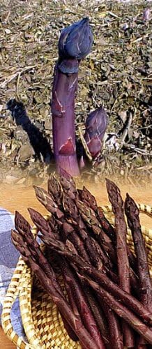 Purple Passion Asparagus 25 Roots - Male Dominate - Heirloom/No GMOs