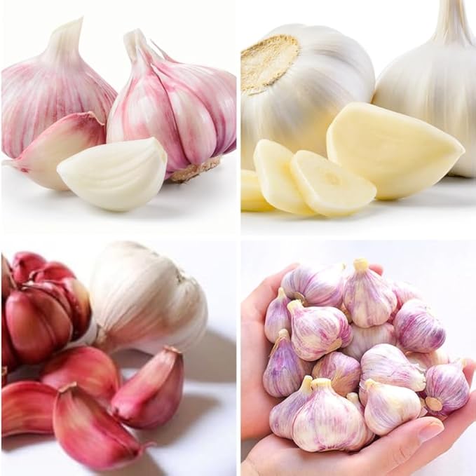 1 Lb Mix Garlic Bulbs for Planting 8 Hardy Garlic Bulbs for Planting Home Vegetable Garden or Raised Beds Hardneck Garlic Bulbs