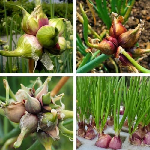 Potted of 3 Trees Onion Egyptian Walking Onion Live Plants for Planting Outdoors Rare Fresh Heirloom Allium Winter Onions Vegetable