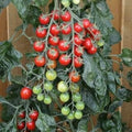 Tomato Rapunzel 1000 Seeds