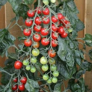 Tomato Rapunzel 1000 Seeds