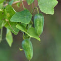 Live Red Tindora Plant Ivy Gourd Perennial Vine Scarlet Gourd Vine Climbing Gourds Plant Half Gal Pot No Ship CA