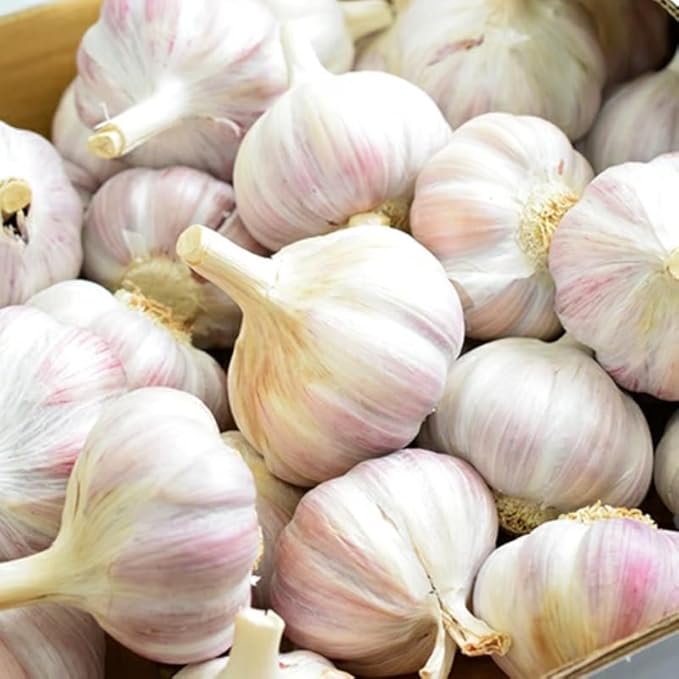 1 Lb White Garlic Bulbs for Planting 8 Hardy Garlic Bulbs for Planting Home Vegetable Garden or Raised Beds Hardneck Garlic Bulbs