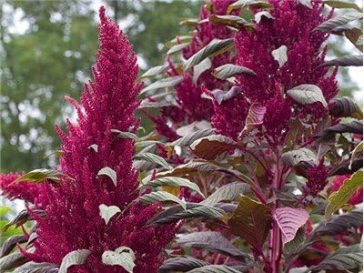 Bulk Organic Red Garnet Amaranth Seeds (5 lb)