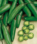 PEPPER - HOT SERRANO - 2 LIVE PLANTS - 4 POT