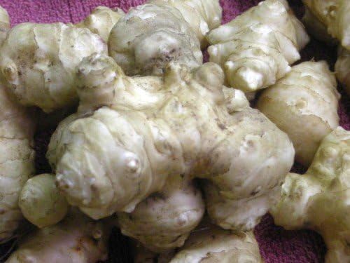 Stampede Jerusalem Artichoke Tubers (Organic) Per Tuber - Early Maturing - Big Tubers - Stampede Variety Sunchokes (20 Tubers)