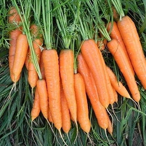 Flyaway Hybrid F1 Carrot Seeds (300 Seed Package)