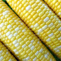 Peaches and Cream Corn Seeds 1/2 Pound