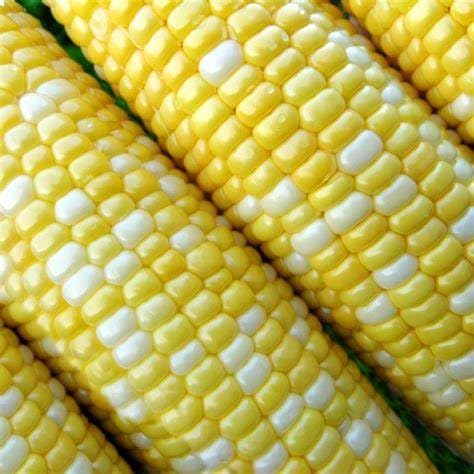 Peaches and Cream Corn Seeds 1/2 Pound
