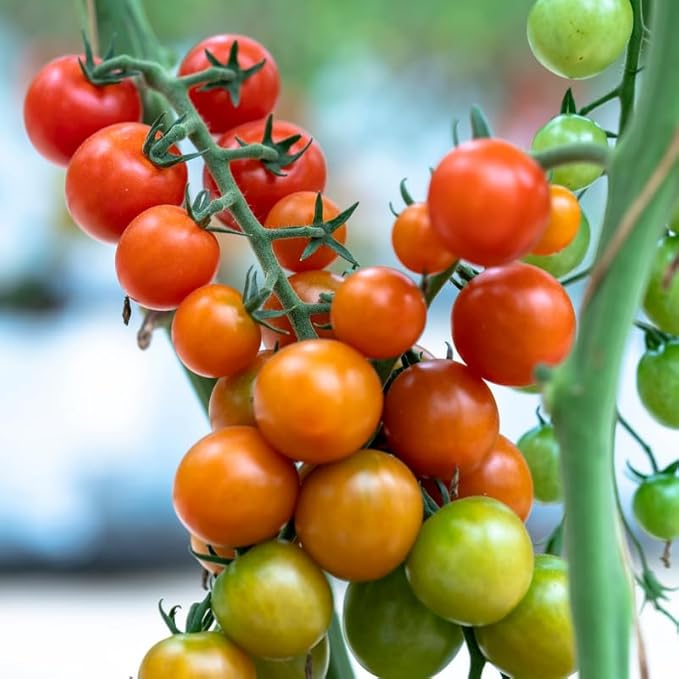 Cherry Tomato Plants Live for Planting Outdoor 4 Inch Pot 4 to 8 Inch Tall 2 Plants per Pot