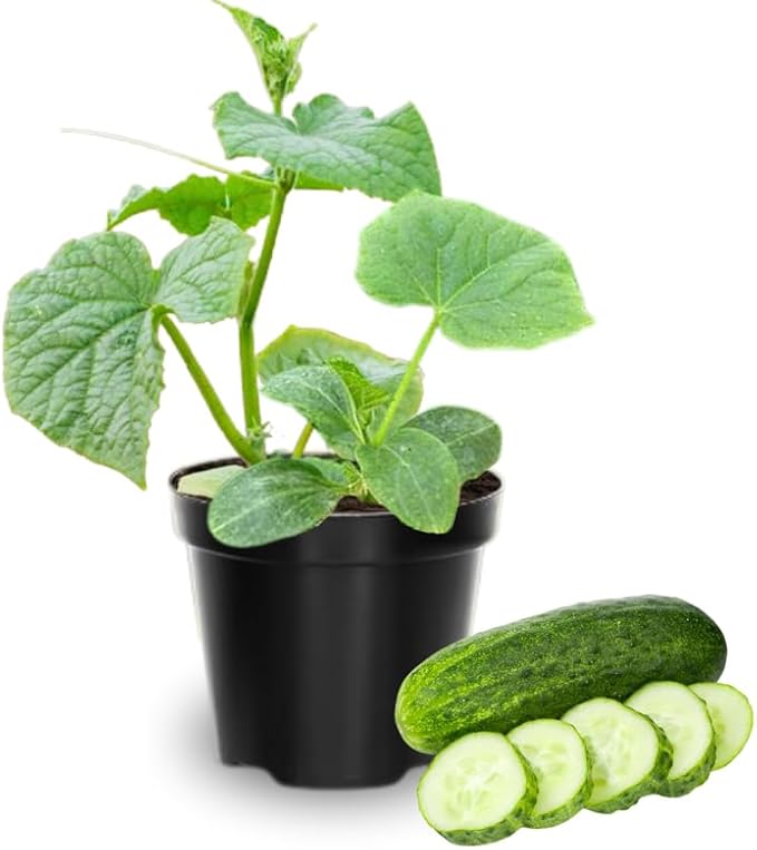 Set 2 Green Cucumber Plants Live for Planting Live Cucumber Plants for Planting Vegetable Plant from 4 to 6 Inches Long