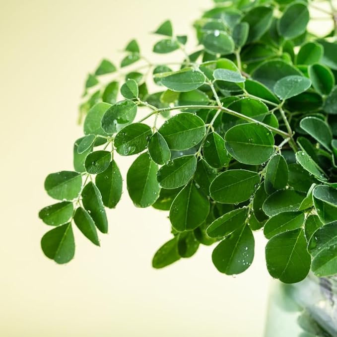 2 Live Moringa Oleifera Plants Trees in 4 Pot Malunggay Drumstick Size 6-9 Inches in Tall Dormant in Winter