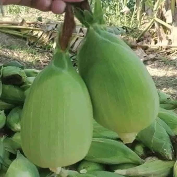 50+ Seeds Bap NEP nu SUA Seeds Rare find AÁian NGO NEP nu SUA TRAI tron
