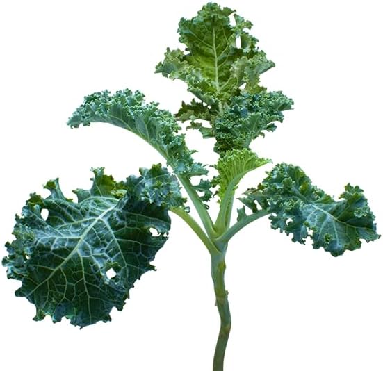 edn SmallGarden Kale SeedPods - 10 Pack