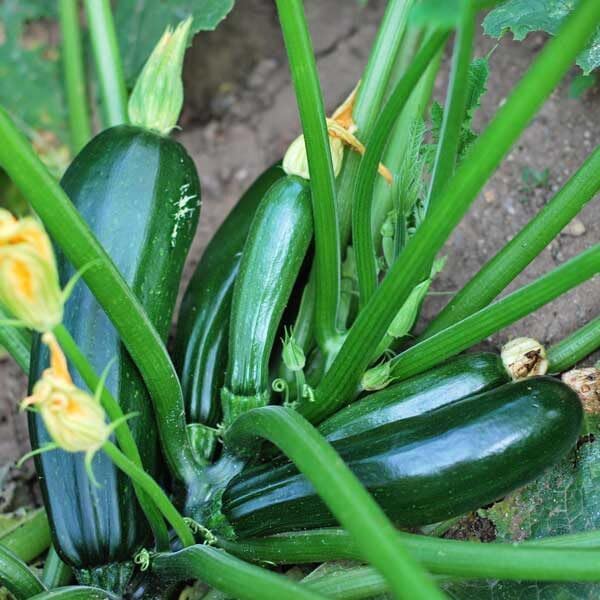 TomorrowSeeds - Black Beauty Zucchini Seeds - 1/2 Pound ~ 1700+ Count - for 2026 Planting AAS Winner Dark Green Summer Squash Courgette Bush Garden Vegetable Fresh Grow Your Own Home Farm Patio