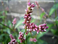 200 PINKWEED Smartweed Pink Knotweed Polygonum Wetland Flower Herb Seeds