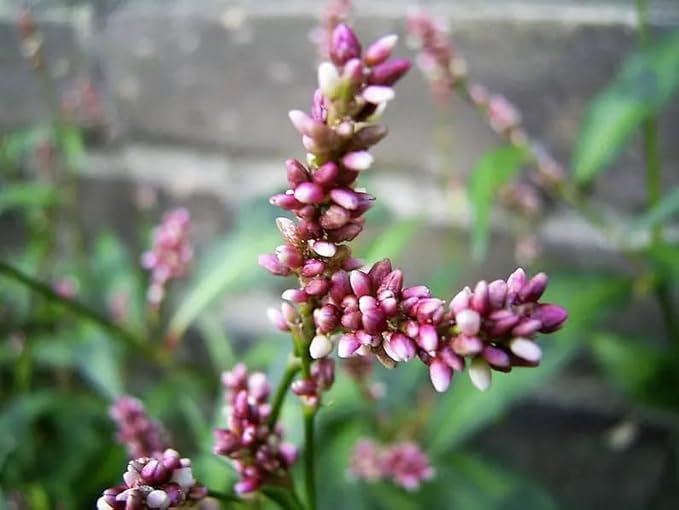 200 PINKWEED Smartweed Pink Knotweed Polygonum Wetland Flower Herb Seeds