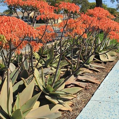 Coral Aloe Plants (Aloe striata) - Live Succulent with Striking Pink Edges and Smooth Flat Leaves for Indoor/Outdoor Gardening (2 Coral Aloe sacs)