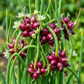 Potted of 3 Trees Onion Egyptian Walking Onion Live Plants for Planting Outdoors Rare Fresh Heirloom Allium Winter Onions Vegetable