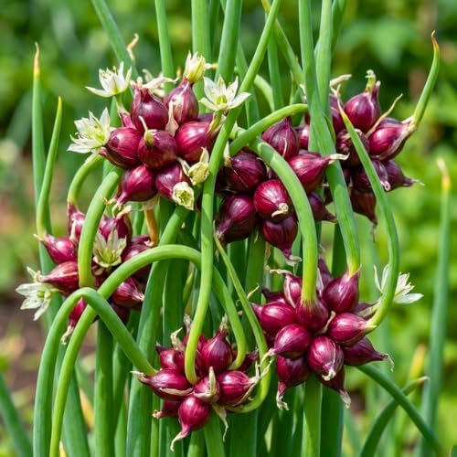 Potted of 3 Trees Onion Egyptian Walking Onion Live Plants for Planting Outdoors Rare Fresh Heirloom Allium Winter Onions Vegetable