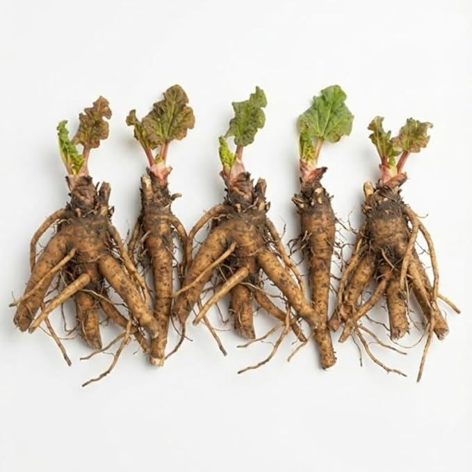 5 Rhubarb Plants Root for Planting Large Rhubarb Crown from Home- Grown 1.5 Inch Tall Hardy Rhubarb Roots with High Yields