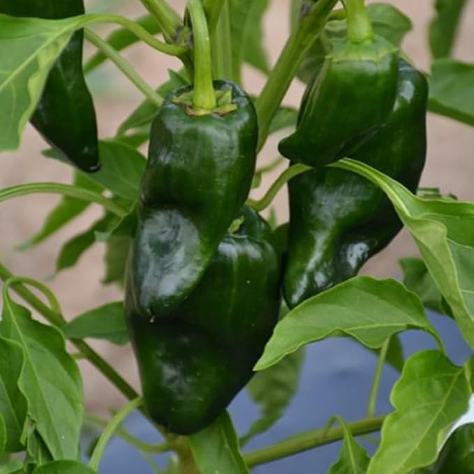 Green Jalapeno Pepper Plant Live in 2.5 Inch Pot for Planting Outdoor