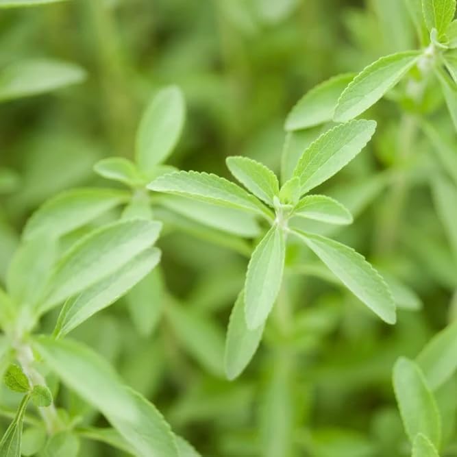 Natural Herbal Live Zero Calorie Sugar Replacement. Stevia Plants. Sweet Leaf Sugar Leaf Natural Sugar Substitute Herb Easy to Grow (4 stevia sacs)