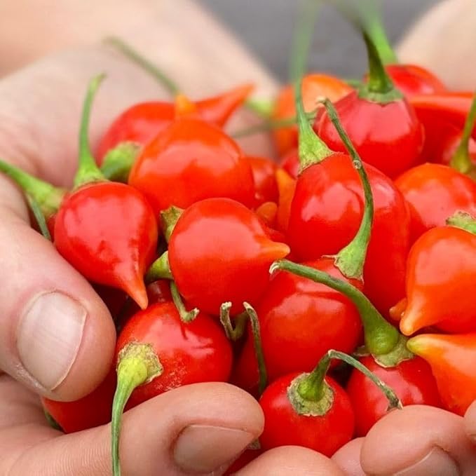 40 Biquinho Red Hot Pepper Seeds Brazil Heirloom Little Beak Chilli Peppers Sweety Drops Little Heart