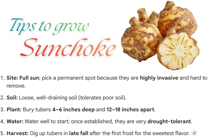 8 Oz Jerusalem Artichoke Tubers for Planting High Yield Sunchoke Rhizomes Bulbs for Planting Cold Hardy Gardening Indoor Outdoor