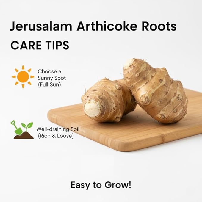 10 Jerusalem Artichoke Tubers Sunchokes Sunroots for Planting Large Size Hardy Perennial Artichoke Roots Vegetables for Garden