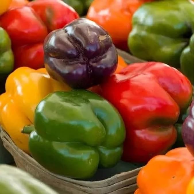 60 Organic Rainbow Blend Sweet Bell Pepper Seeds red Green Yellow Orange Purple and Chocolate