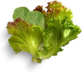 Gardeners' Choice Products Heirloom Cutting Mix Lettuce - Complete Seed Pod Plugs with Plant Food - 10 Pods for Hydroponic Gardens Click and Grow Lettuce Grow and Outdoor Gardens