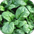 Organic Bulk Spinach Bloomsdale Long Standing Seeds Non GMO (25 Lbs)
