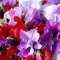 100 Royal Mix Sweet Pea Seeds | Fragrant Red Purple Pink Flower Seed Garden Plant Vegetable Seed NonGMO Heirloom