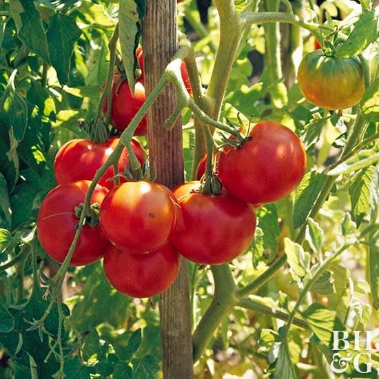 Big Boy Tomato Live Vegetable Plants 4-Pack